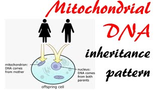 Powering the Cell Mitochondria BioVisions Official Version [upl. by Jamesy871]