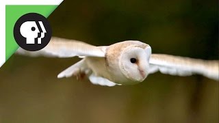 Owl Shows Off Silent Flight Superpower [upl. by Isis]