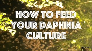 How To Feed Your Daphnia Culture [upl. by Yrian]