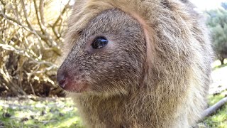 MEET THE QUOKKAS [upl. by Graff]