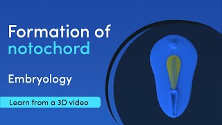 Notochord Formation  Best 3D Medical learning App  MediMagic [upl. by Therron]