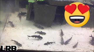 Community Breeding Synodontis Lucipinnis Freshwater Fish How To Easy Method [upl. by Garland]