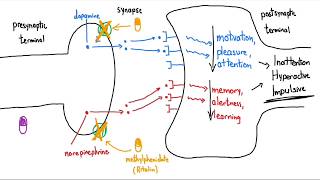 Stimulants Ritalin and Adderall Explained in 3 Minutes [upl. by Lectra947]