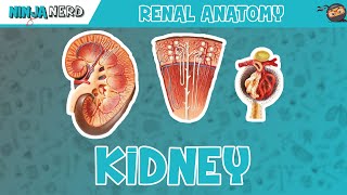 Renal  Kidney Anatomy Model [upl. by Konyn444]