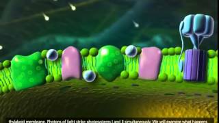 Photosynthesis LightDependent Reaction [upl. by Droflim]