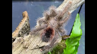 Avicularia huriana Ecuadorian Pink Toe rehouse and care [upl. by Imre]