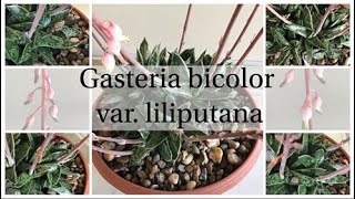 Gasteria bicolor var liliputana [upl. by Broome]