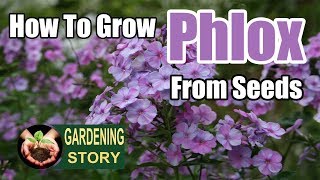 How To Grow Phlox From Seeds  Gardening Story [upl. by Cir]