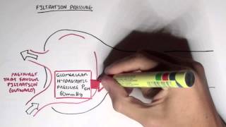 Nephrology  Glomerular Filtration [upl. by Arema]