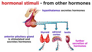 The Endocrine System [upl. by Ominoreg]