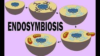 ENDOSYMBIOSIS [upl. by Nnyllatsyrc]