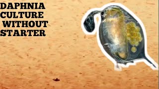 HOW TO CULTURE DAPHNIA NATURALLY WITHOUT A STARTER [upl. by Annav734]