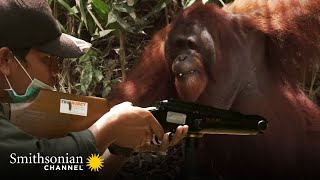 This Aggressive Male Orangutan Refuses to Be Sedated Orangutan Jungle School  Smithsonian Channel [upl. by Schilit360]