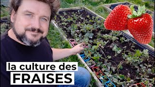 Comment cultiver les FRAISES 🍓 [upl. by Kcirddes]