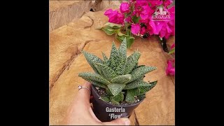 Quick Peek Gasteria Flow [upl. by Cohe419]