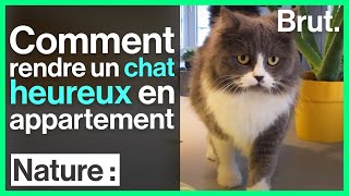 Comment rendre un chat heureux en appartement [upl. by Vina]