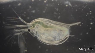 Daphnia magna under the Microscope [upl. by Felicity]