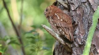 Eastern Screech owl call trill [upl. by Janos]