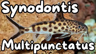 Synodontis Multipunctatus  Cuckoo Catfish [upl. by Gefell]