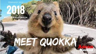 Quokka The happiest animal in the world Meet Quokka [upl. by Adyl877]