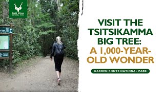 Visit the Tsitsikamma Big Tree A 1000YearOld Wonder  Garden Route National Park SANParks [upl. by Olim]