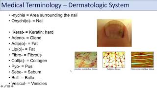 Medical Terminology  Lesson 10  Skin and Skin Conditions Dermatology [upl. by Dollar]