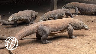 Komodo National Park Indonesia Amazing Places 4K [upl. by Schroder]