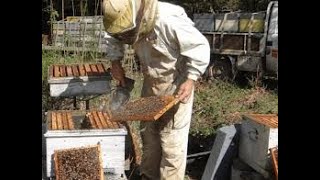 Comment élever les abeilles pour produire du miel et de la propolis [upl. by Larissa]