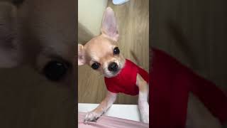 Chihuahua barking for attention [upl. by Warga]