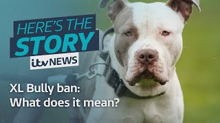 What does next years XL Bully Ban actually mean  ITV News [upl. by Fredia]