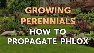 How to Propagate Phlox [upl. by Wilhelmine]