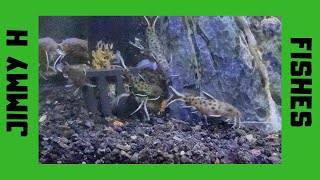 Baby Synodontis Petricola Catfish [upl. by Redd]