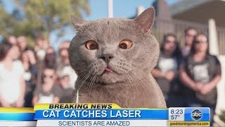 The Cat Who Caught the Laser [upl. by Woodley981]