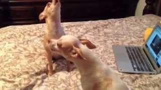 CUTE CHIHUAHUAS HOWLING [upl. by Midis]