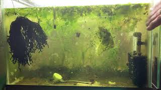 Scuds Daphnia Cherry Shrimp Copepods My aquatic food culture [upl. by Nannaihr]