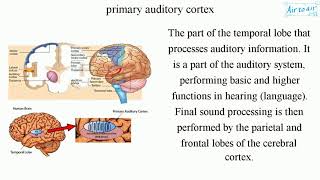 primary auditory cortex [upl. by Honna]