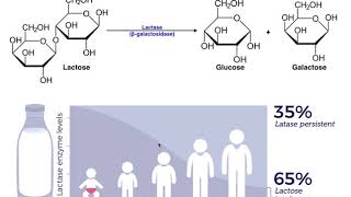 Lactase amp the Mechanism of Lactose Intolerance [upl. by Nemaj287]