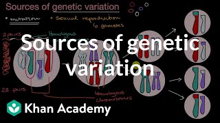 Sources of genetic variation  Inheritance and variation  High school biology  Khan Academy [upl. by Ally649]