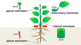 Types of Plant Cells [upl. by Ulises]