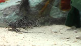 Synodontis euptera [upl. by Yrruc]