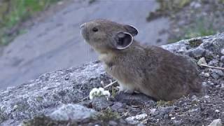 Mountain Moment Call of the Pika [upl. by Nodearb]