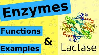 What are Enzymes amp How Do They Work [upl. by Standush]