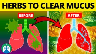 5 Herbs for Lung Health Clearing Mucus COPD and Killing Viruses [upl. by Ocnarfnaig]