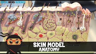 Integumentary System  Skin Model Anatomy [upl. by Nason17]