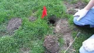 Gopher TrapBasic Gopher Trapping Techniques [upl. by Brag511]