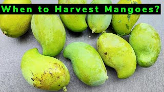 When to Harvest Mangoes  Complete Guide [upl. by Leuname662]