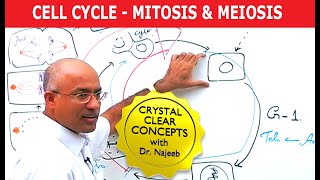 Cell Cycle and Genes  Mitosis amp Meiosis [upl. by Flosser]