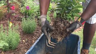 Planting Garden Phlox in the Rose Garden [upl. by Onimixam]