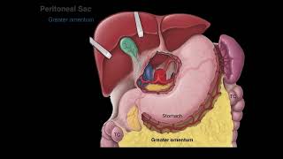 Peritoneum tutorial [upl. by Anerehs]