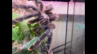 Avicularia avicularia  The Common Pink Toe Pairing [upl. by Kam508]